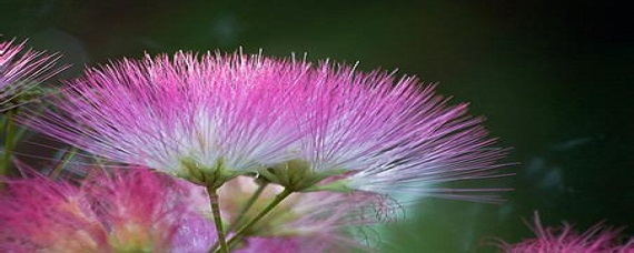 榕树花与合欢花图片对比