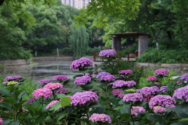 這片花海,就在江陰市中心