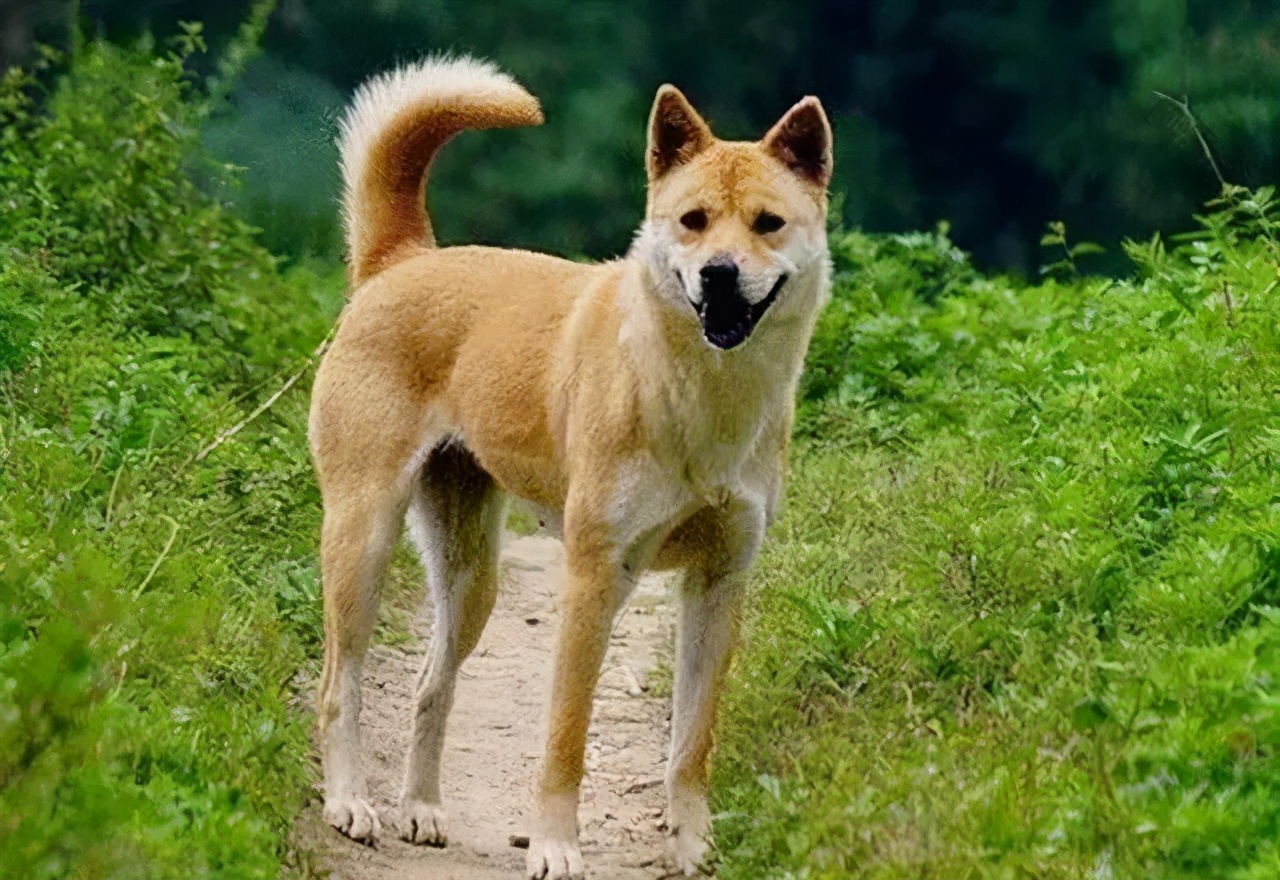 民间故事:屠夫买狗却放生,第二天,大黄狗咬住了屠夫的腿