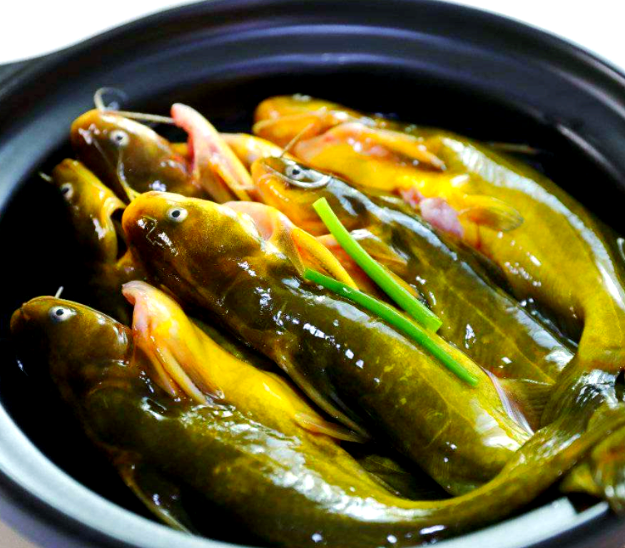 黄辣丁:肉质细嫩滑爽,口感极佳的淡水鱼美食