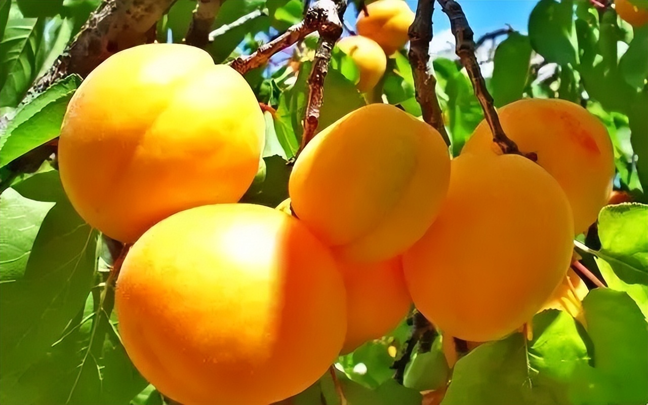 临夏唐汪川杏子图片