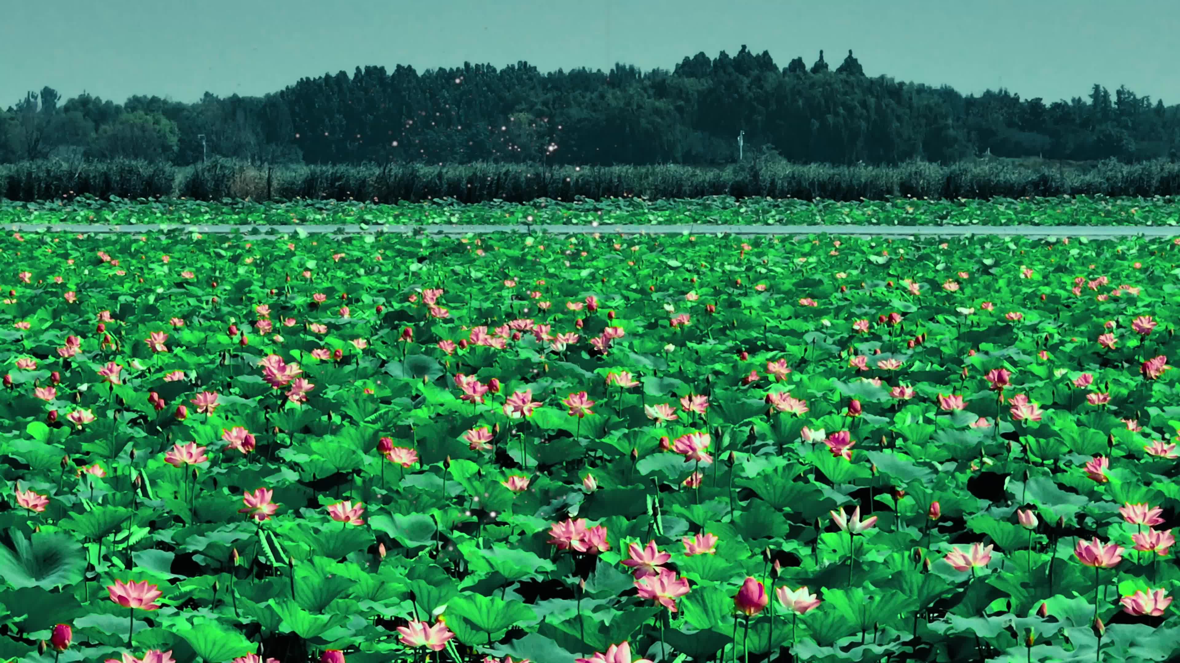 湖泊荷花真实风景图片图片