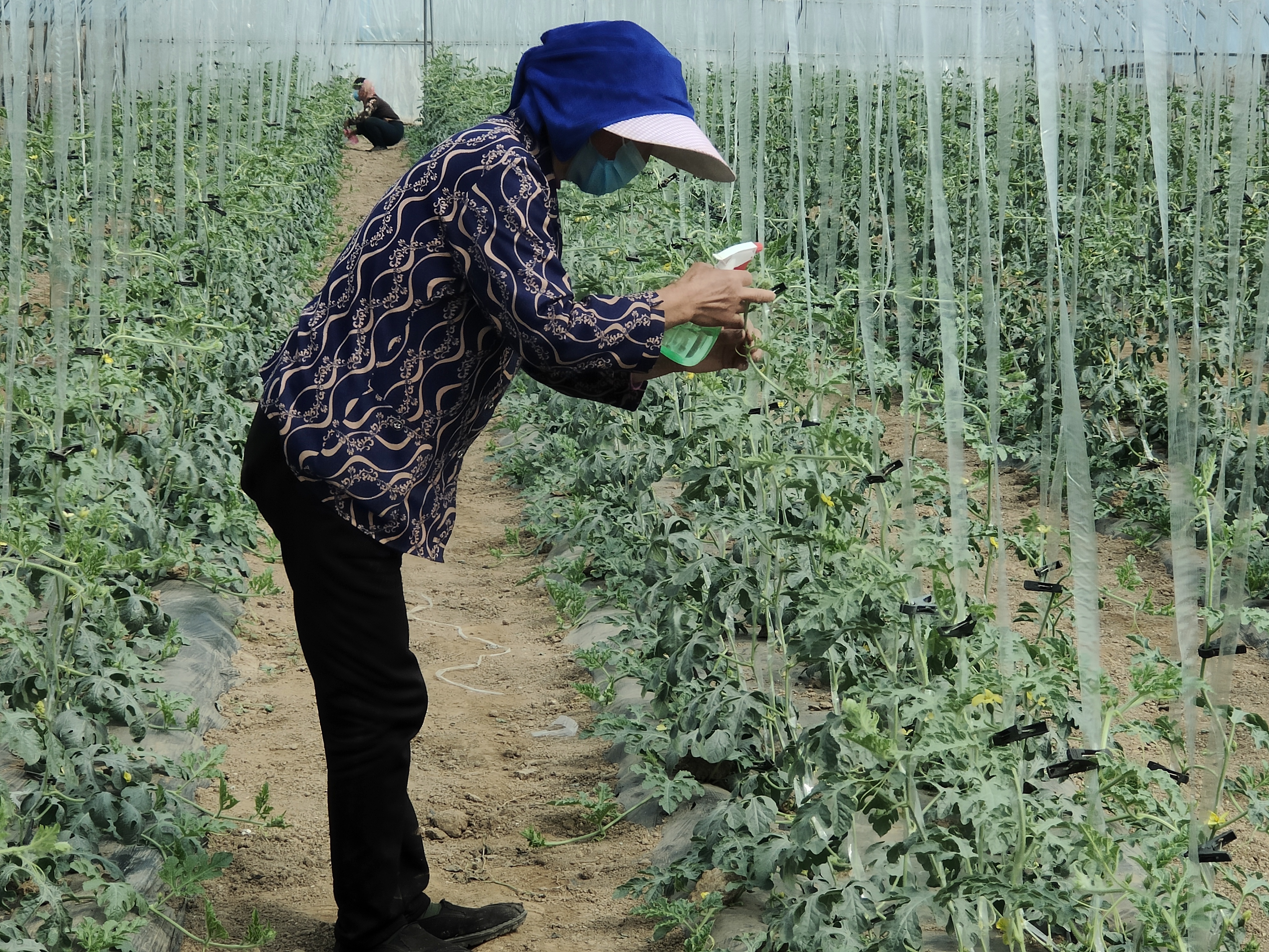 西瓜怎样整枝打杈?记住这些技巧,想不高产都难