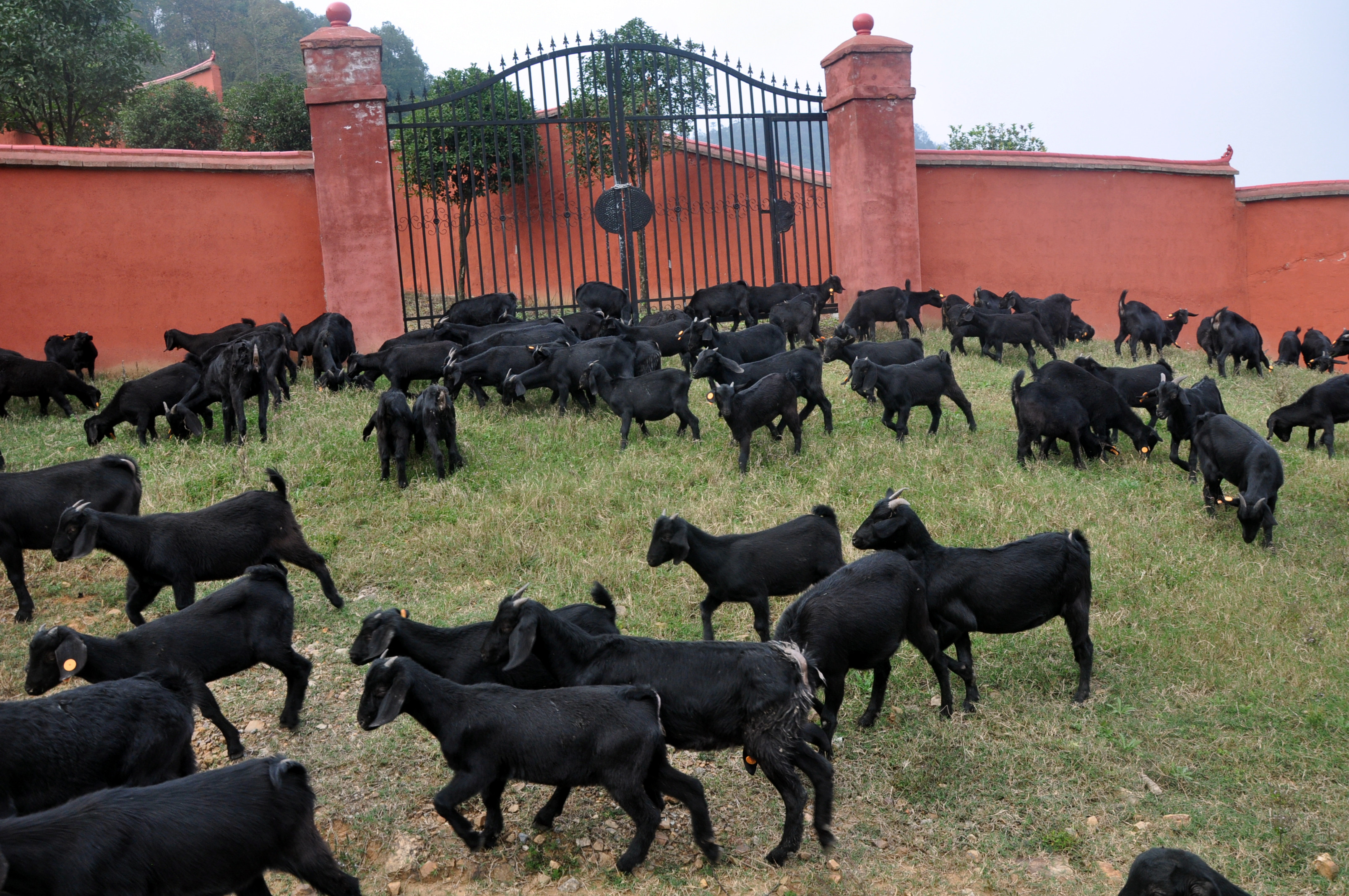 黑山羊繁殖率提高措施之如何选择多羔公母羊留种与种羊营养的加强