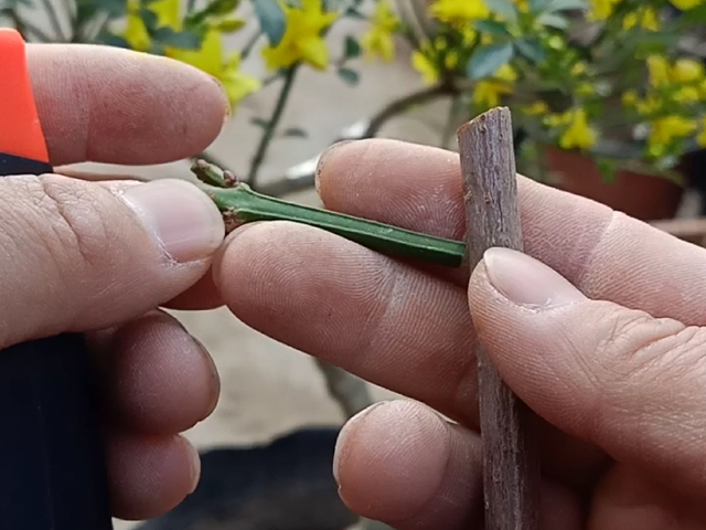 白蜡树嫁接迎春花图片图片