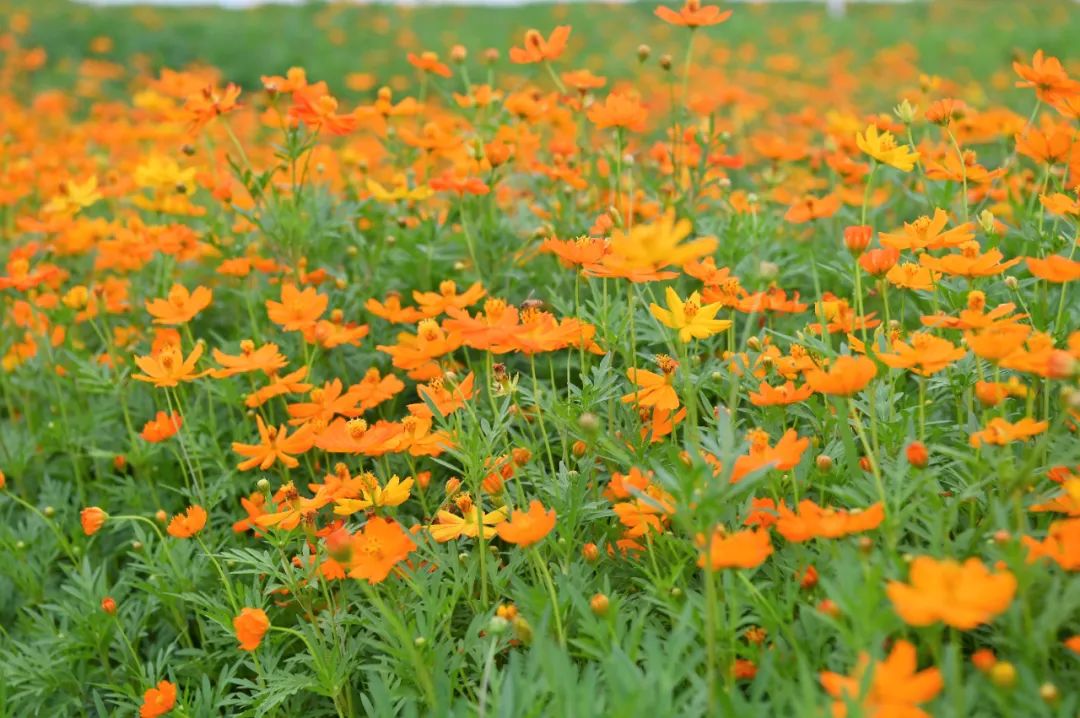 橙色花海美如画!端午假期合浦又多一个"打卡"地!
