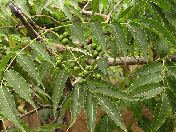 中草药材——黄柏