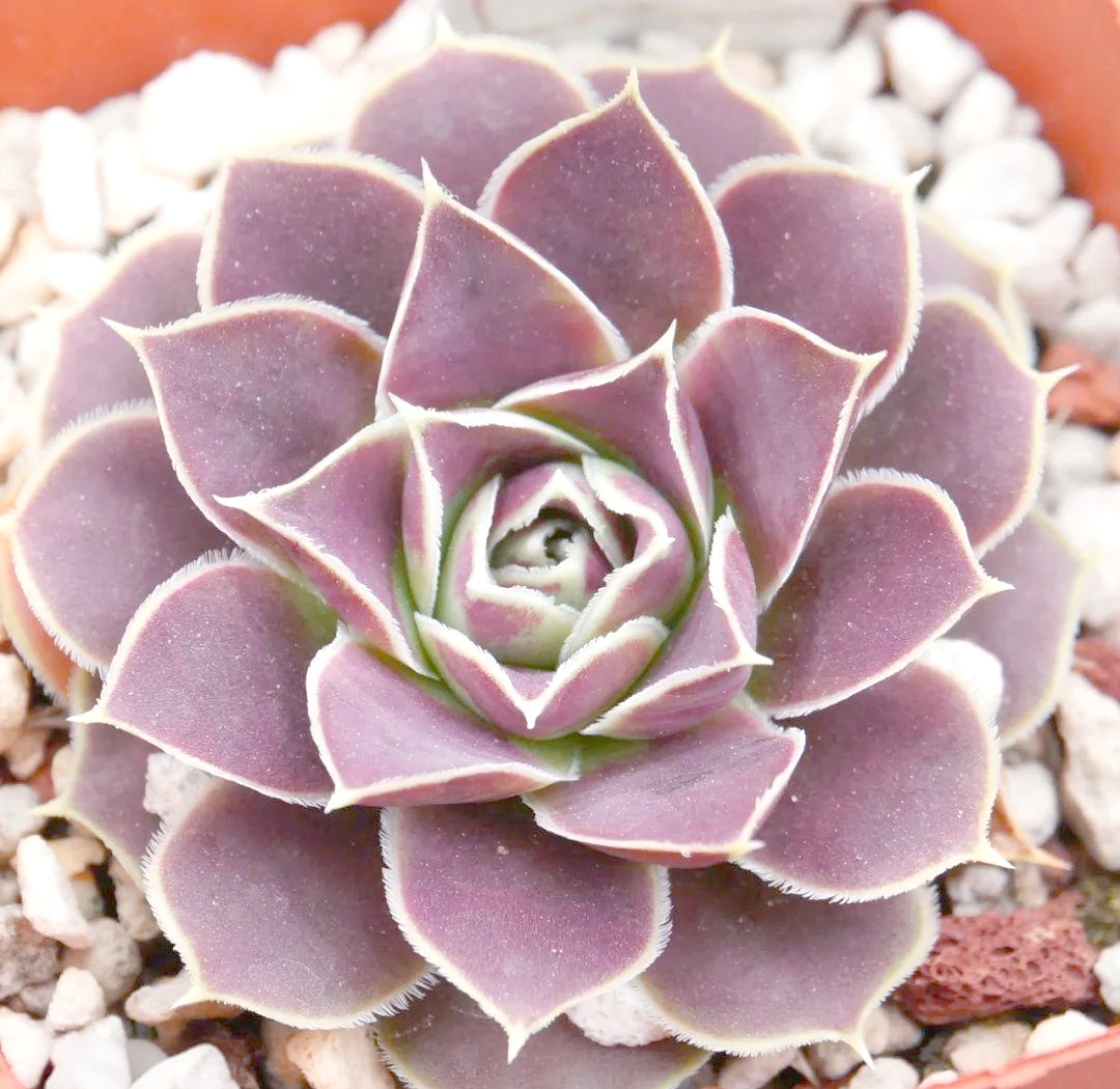 长生草属:多肉植物中的绿色宝藏