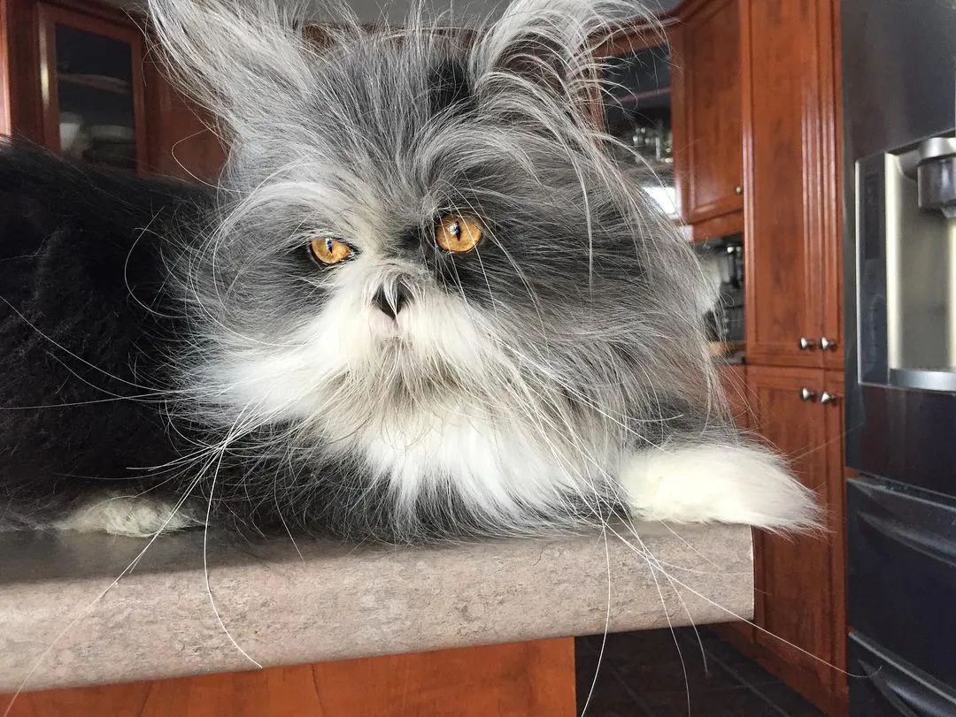 猫中鳌拜,为什么会有长得这么潦草的猫!