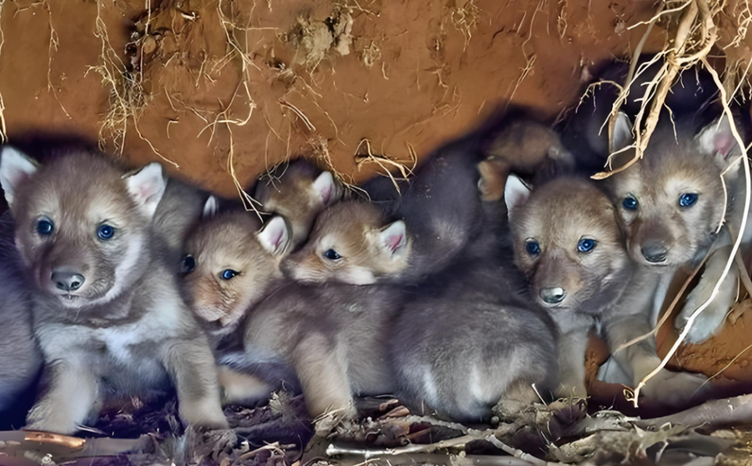 16岁少年山洞里偷走一窝狼崽,当天夜里狼王夫妇率领狼群下山报复