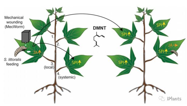 「science评论」植物被虫咬后,会释放挥发物告知邻近植物
