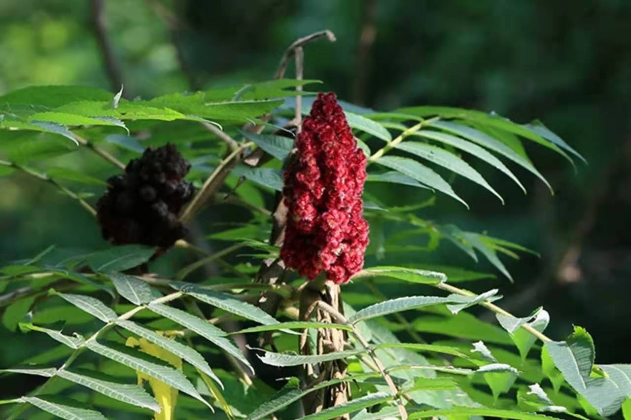 美丽的火炬树穗果