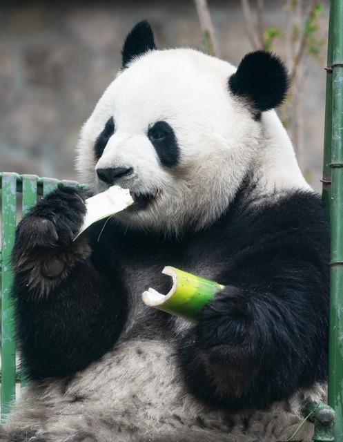 大熊猫萌兰竟然成为广大女性的择偶标准?细谈萌兰到底有什么魅力