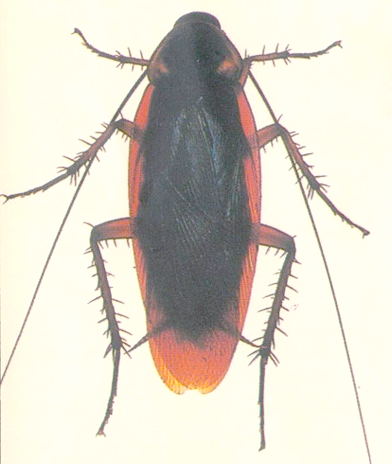 美洲大蠊:一种常见的有害蟑螂介绍