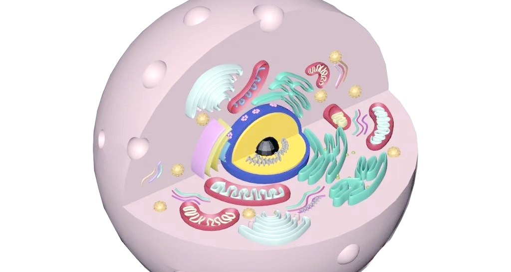 今日,我为大家呈现一个精心制作的动物细胞3d模型