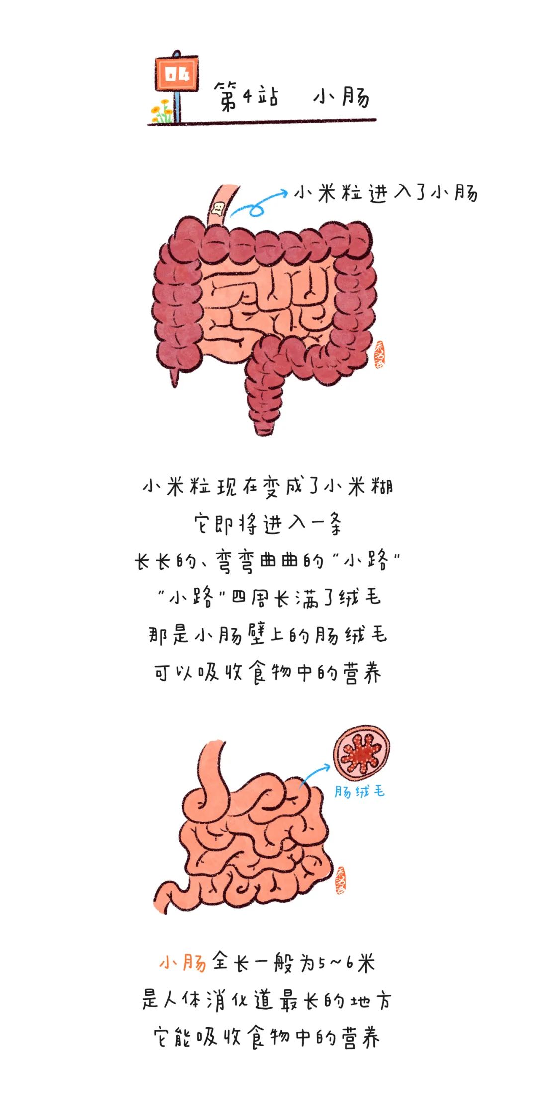 漫画 | 一张图让宝贝了解食物在身体里的"旅行"
