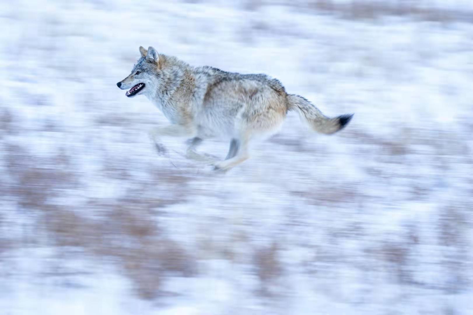 金莲川草原"霸主":草原狼