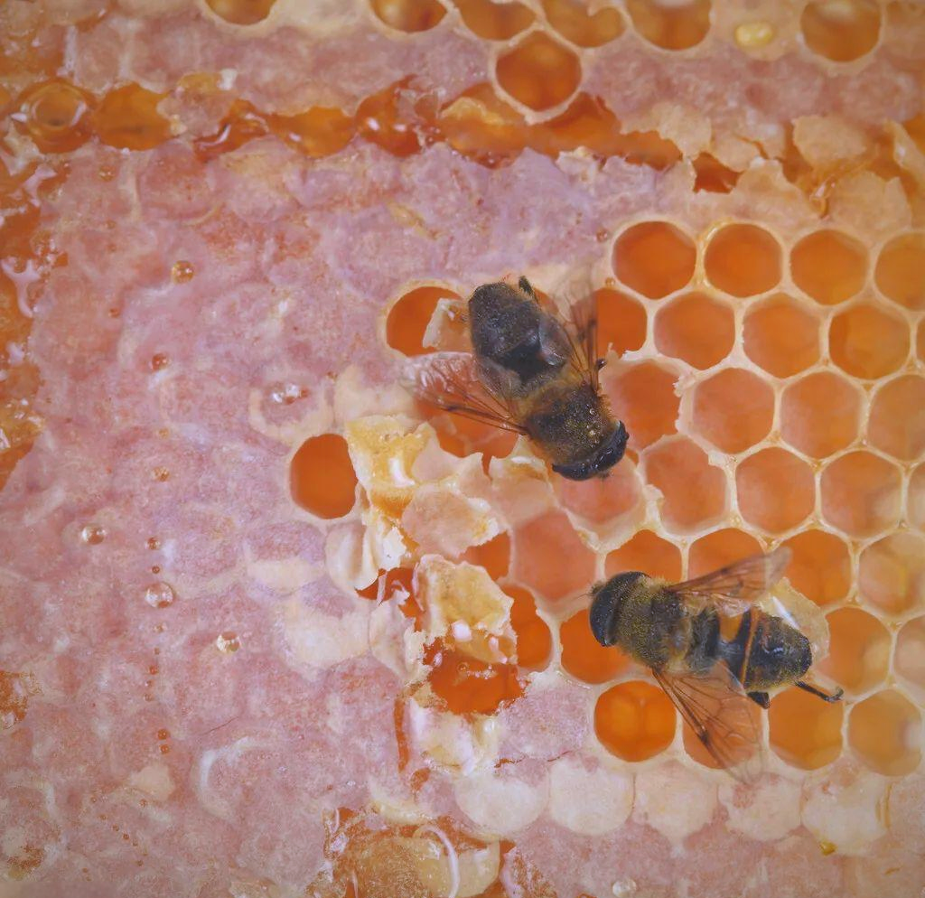 一百斤蜂蜜有多少箱蜜蜂(1斤蜜蜂大约有多少只) 一百斤蜂蜜有多少箱蜜蜂(1斤蜜蜂大约有多少只)