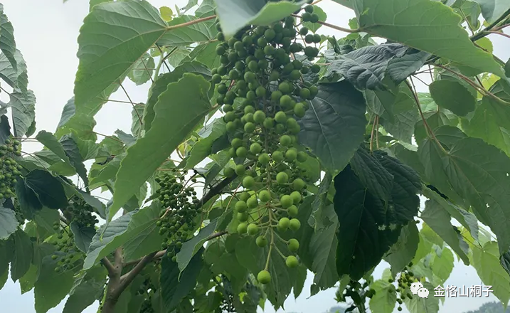 为什么它叫油葡萄?