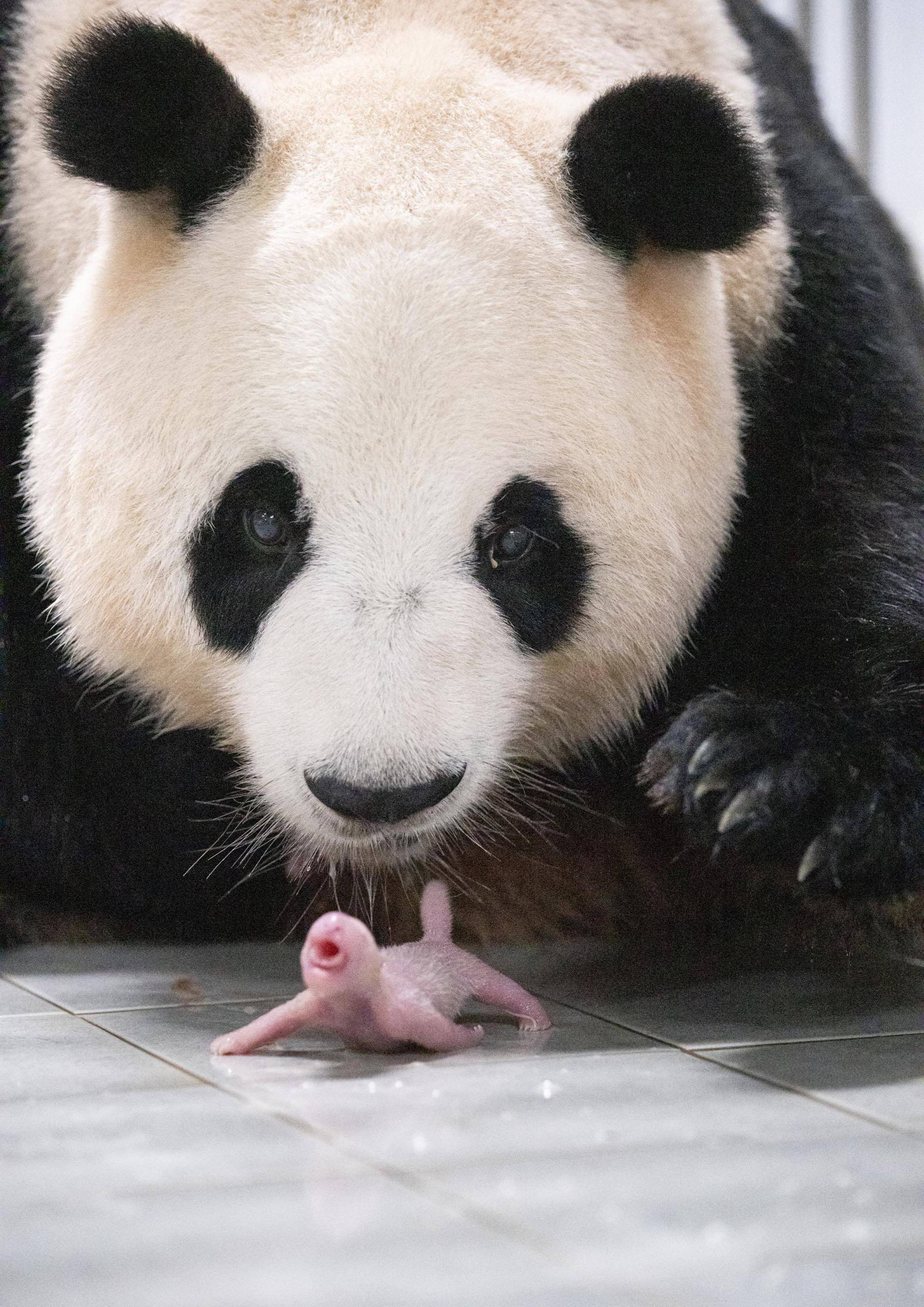 旅韩大熊猫顺利产下双胞胎幼崽