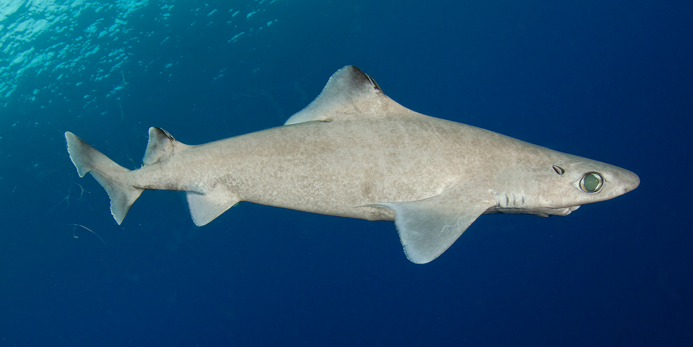 繁殖力低下且面临人类捕捞导致濒危的深海鲨鱼——颗粒刺鲨