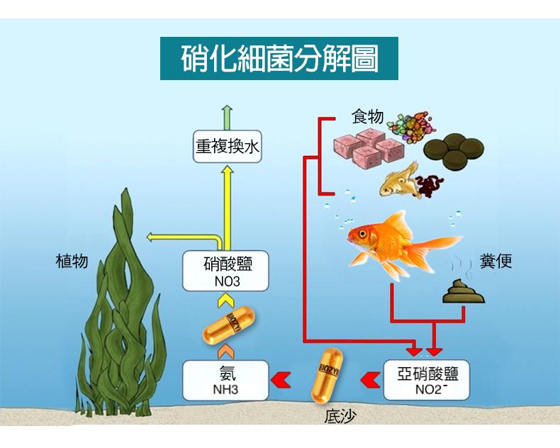 鱼缸硝化系统崩溃了,该怎么处理?