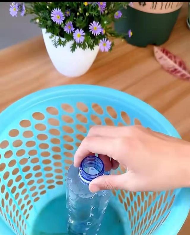 1个垃圾筐1个矿泉水瓶立体栽香葱,上海夫妻阳台种菜忙,蔬果不断