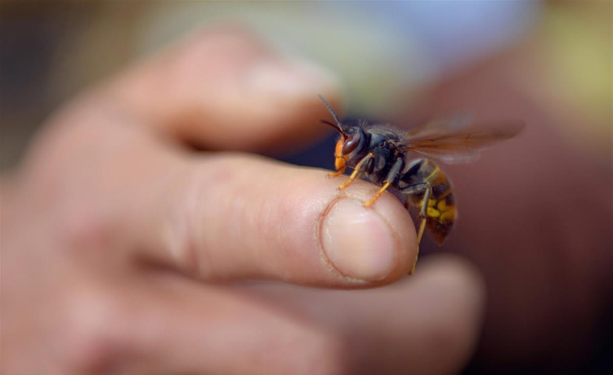 为什么蜜蜂蜇人之后会死亡?或许它没想过对付人类,而是对付马蜂