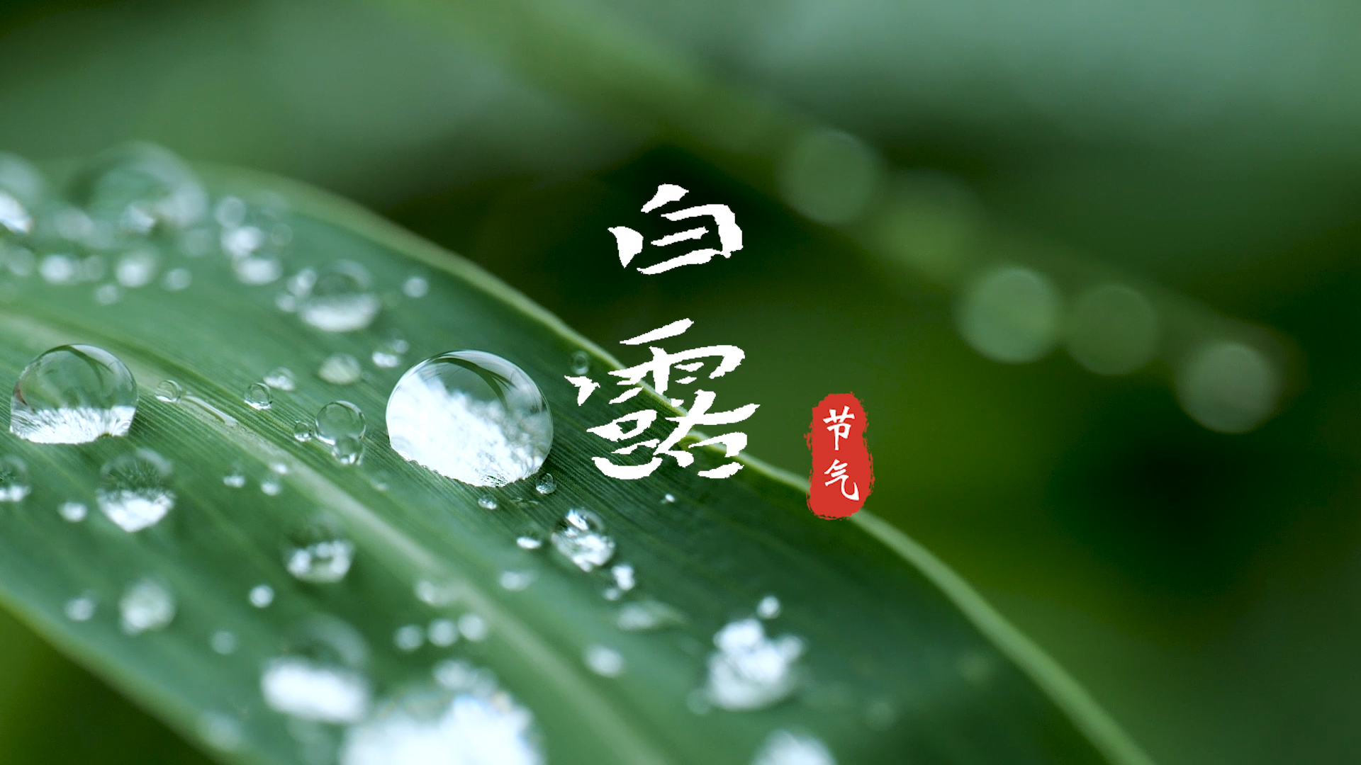 白露节气代表性植物图片