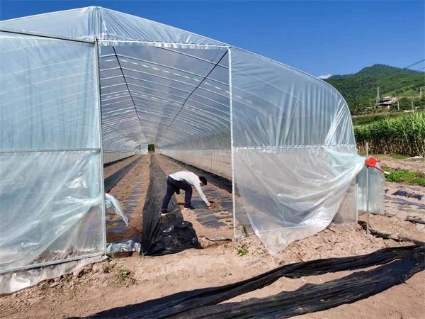 "金山亭林雪瓜"落户云南景东县助力乡村振兴