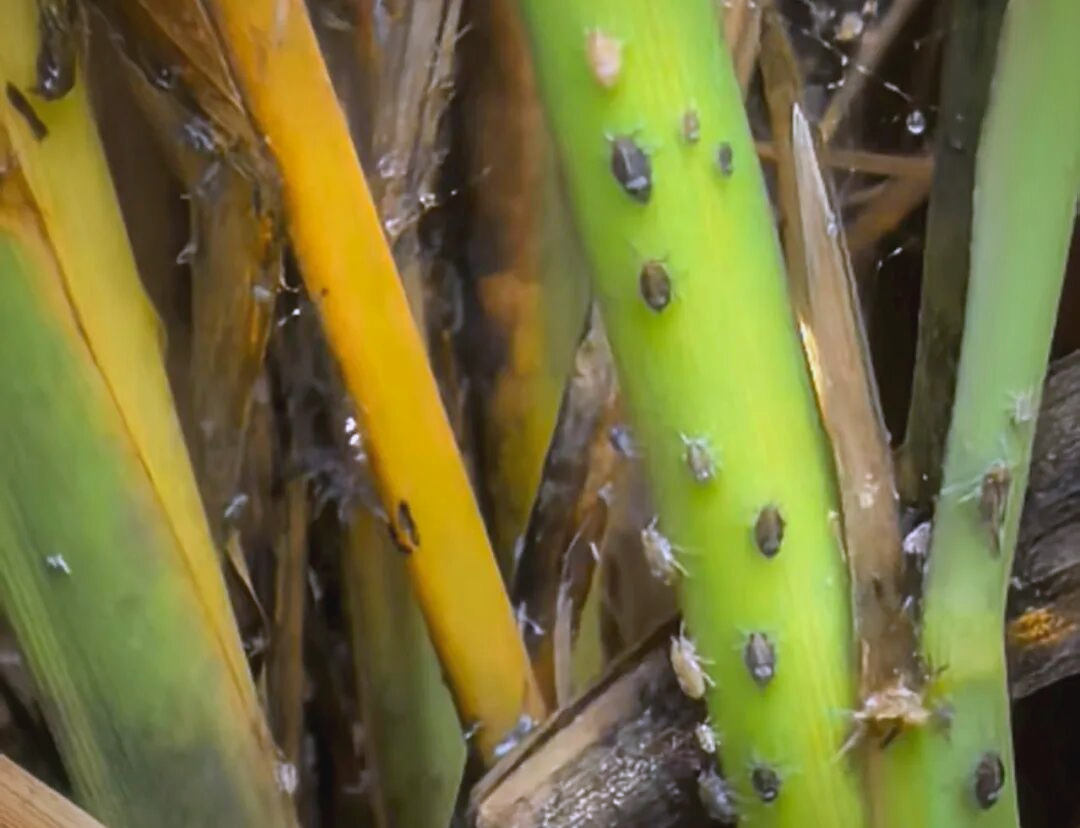如何应对晚稻田稻飞虱灾害的关键策略