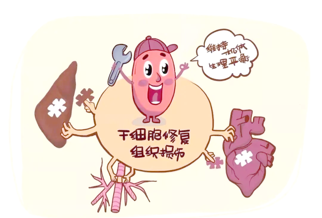 干细胞抗衰:揭示人体衰老的多个阶段与干预方法