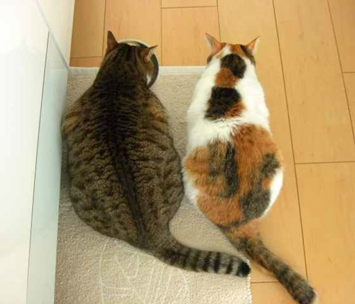 宠主这5种做法会要了"猫命",很多人不知道,还天天做