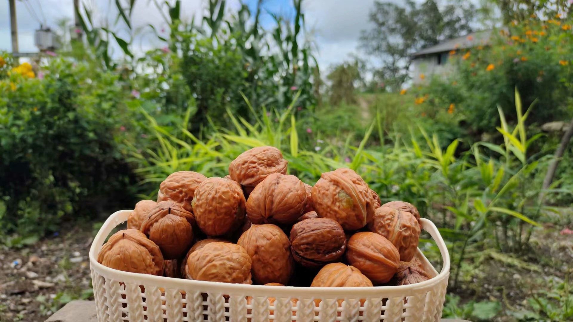 秋风悄悄起,核桃果飘香