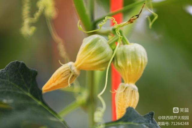 西北首家墨西哥彩色葫芦园开园啦