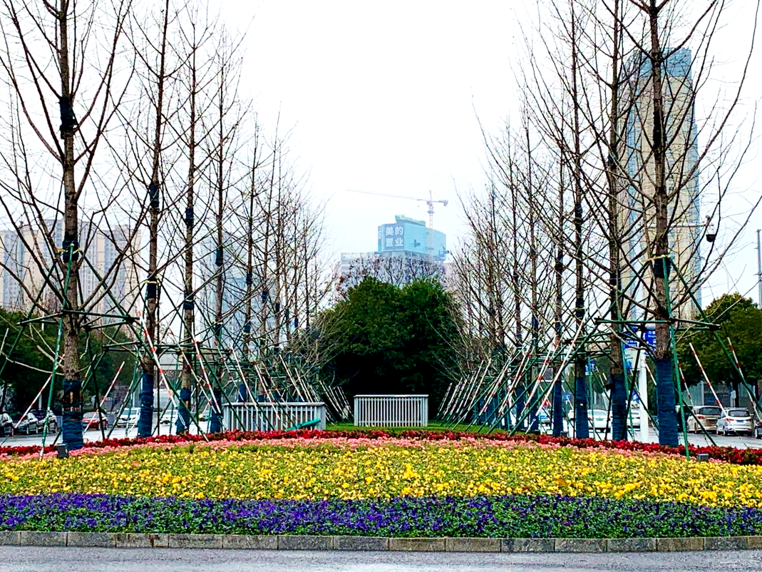春节我在岗｜雨花园林坚守一线，增花添彩27.3万盆