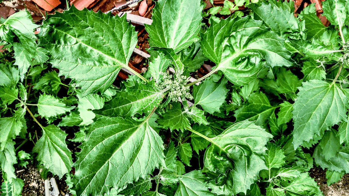 香炉草的功效与使用指南