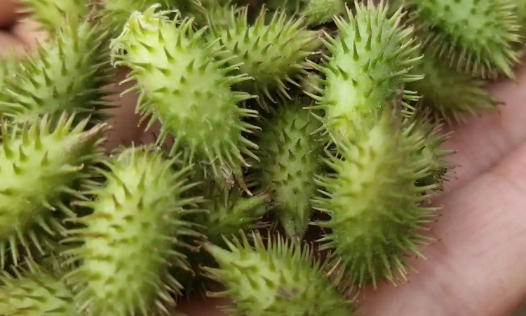 苍耳靠什么传播种子的?