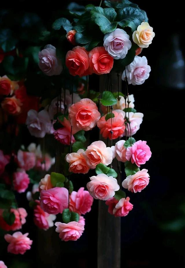 唯美图片〡唯美治愈,一束花的仪式感,永远不会过时