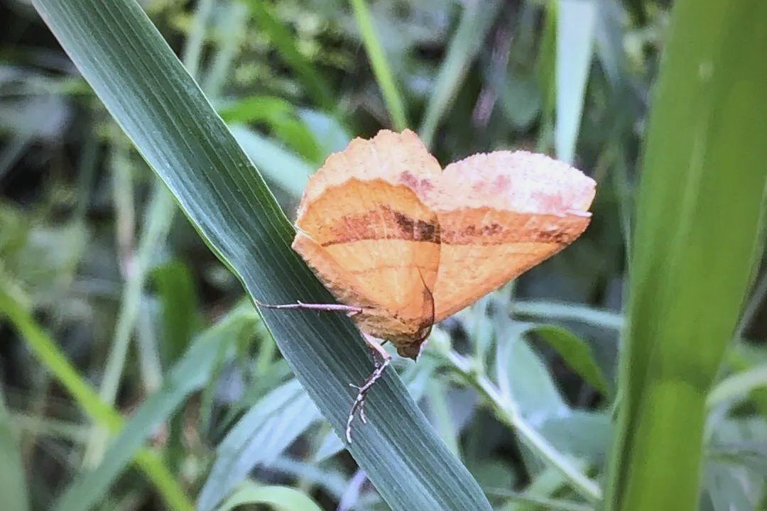 多种尺蛾分布广泛,它们有什么独特魅力