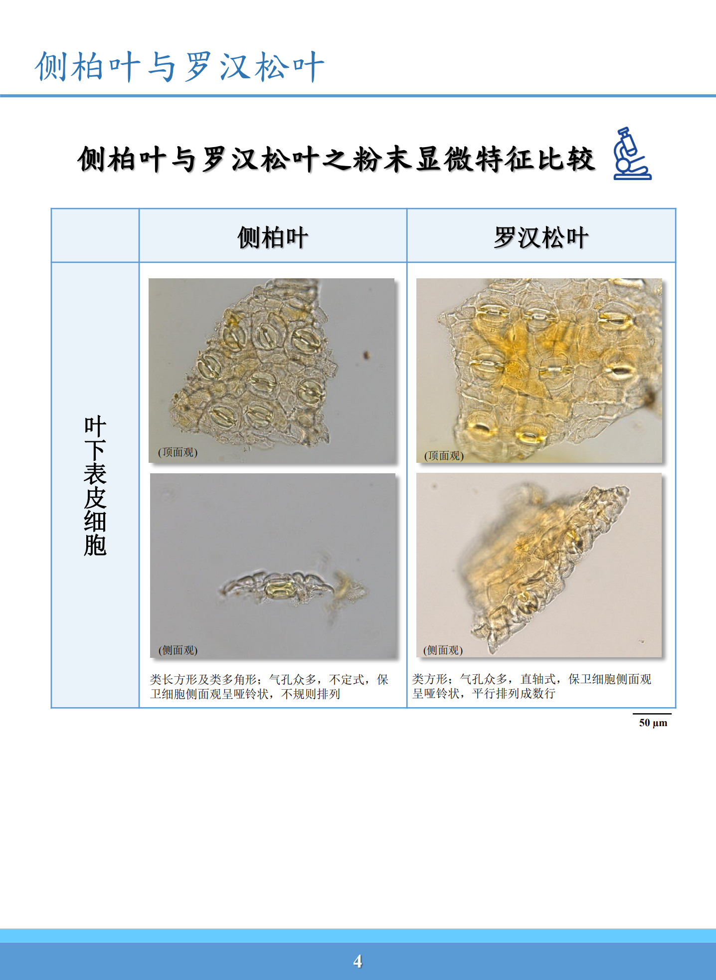 侧柏叶与罗汉松叶鉴别