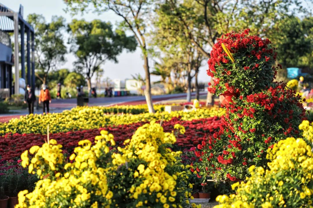 南昌花展图片