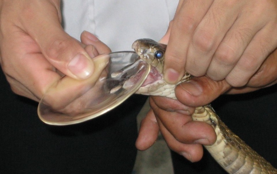 罕见!浙江温州首次发现"龙角"蛇角原矛头蝮,它对人类有害?