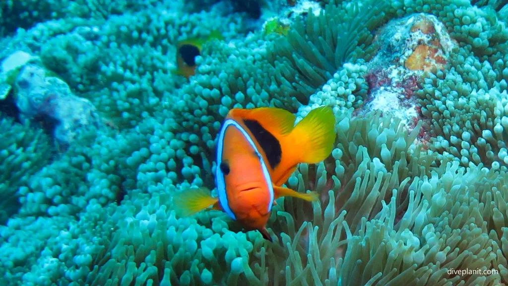 瓦努阿图潜点不完全盘点,对华免签30天的南太平洋岛国