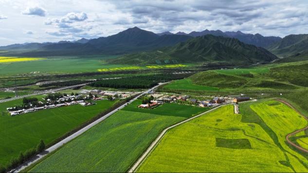 甘肃民乐扁都口油菜花海醉迷人