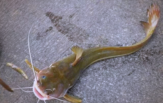 石扁头鱼:外貌奇特,味道鲜美,但钓获难度大