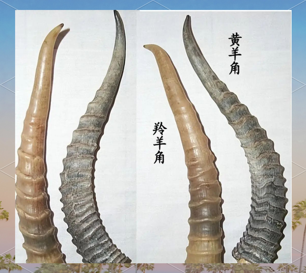 羚羊角有3个潜在风险,提醒:做到3点,确保用药安全