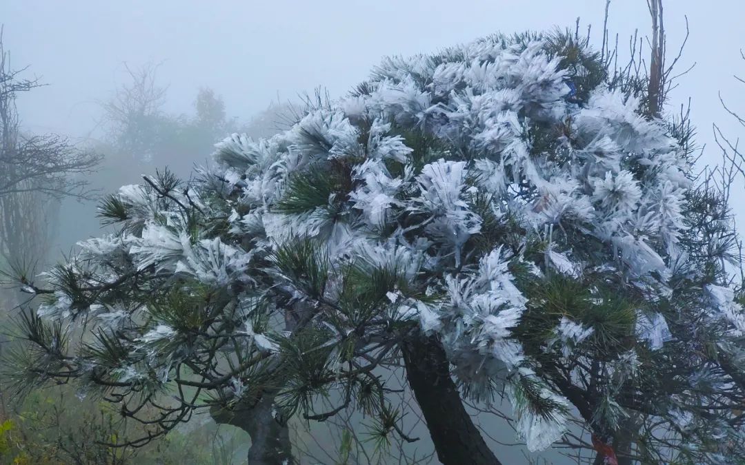 南岳衡山迎来入冬以来的首场雾凇景观