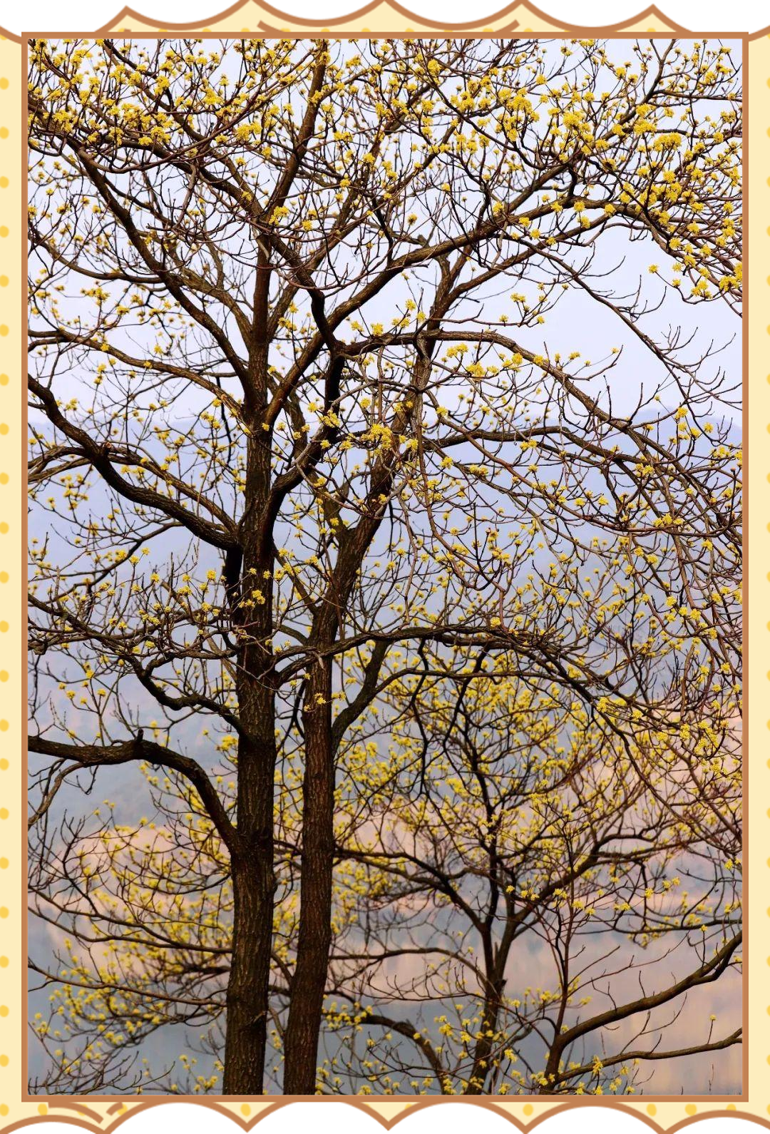 檫木花开,早春的森林风景