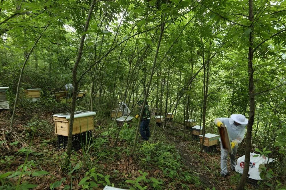 贵州剑河:林下养蜂产业旺,甜蜜事业有奔头